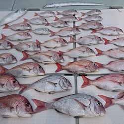 フィッシングボートACE(エース) 釣果