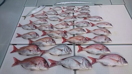 フィッシングボートACE(エース) 釣果