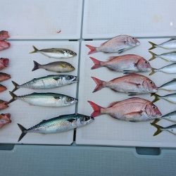 フィッシングボートACE（エース） 釣果