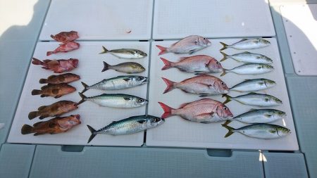 フィッシングボートACE（エース） 釣果