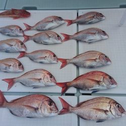 フィッシングボートACE（エース） 釣果