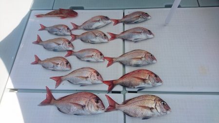 フィッシングボートACE（エース） 釣果