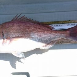 フィッシングボートACE(エース) 釣果