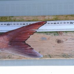 フィッシングボートACE(エース) 釣果