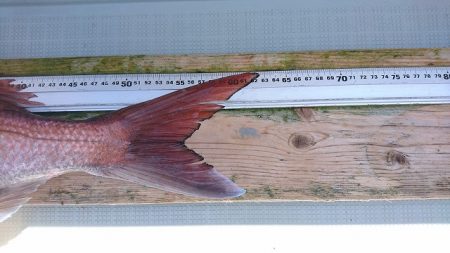 フィッシングボートACE(エース) 釣果