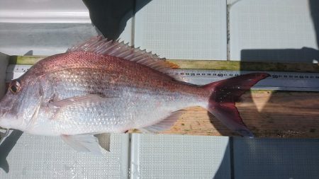 フィッシングボートACE(エース) 釣果