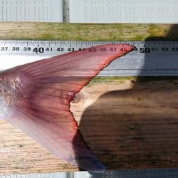 フィッシングボートACE(エース) 釣果