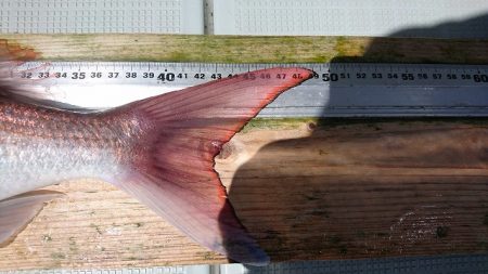 フィッシングボートACE(エース) 釣果