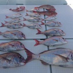 フィッシングボートACE(エース) 釣果