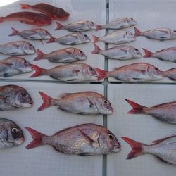 フィッシングボートACE(エース) 釣果