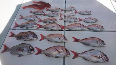 フィッシングボートACE(エース) 釣果