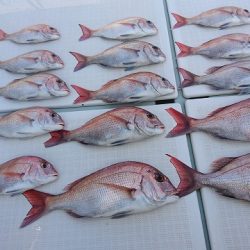 フィッシングボートACE(エース) 釣果