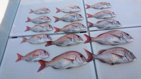 フィッシングボートACE(エース) 釣果