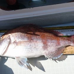 フィッシングボートACE(エース) 釣果