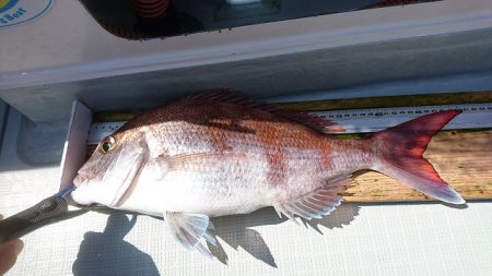 フィッシングボートACE(エース) 釣果