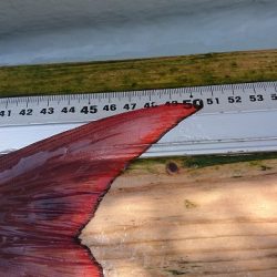 フィッシングボートACE(エース) 釣果