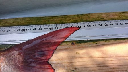 フィッシングボートACE(エース) 釣果