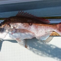 フィッシングボートACE(エース) 釣果