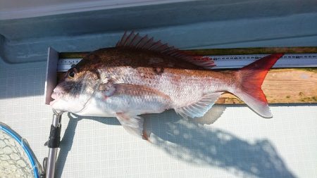 フィッシングボートACE(エース) 釣果