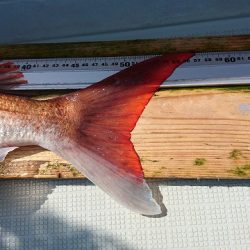 フィッシングボートACE(エース) 釣果