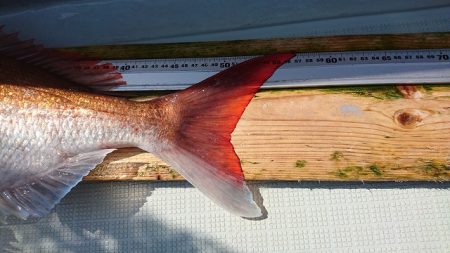 フィッシングボートACE(エース) 釣果