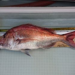 フィッシングボートACE(エース) 釣果