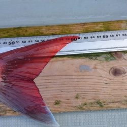 フィッシングボートACE(エース) 釣果