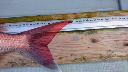 フィッシングボートACE(エース) 釣果