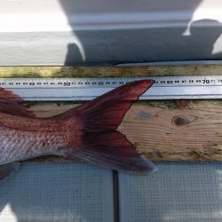 フィッシングボートACE(エース) 釣果