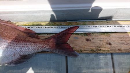 フィッシングボートACE(エース) 釣果