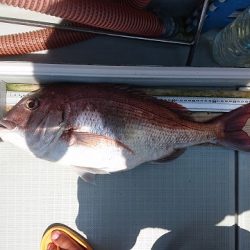 フィッシングボートACE(エース) 釣果