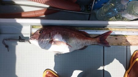 フィッシングボートACE(エース) 釣果