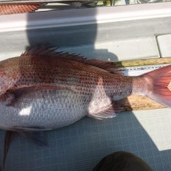 フィッシングボートACE(エース) 釣果