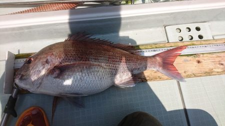 フィッシングボートACE(エース) 釣果