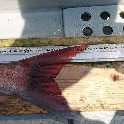 フィッシングボートACE(エース) 釣果