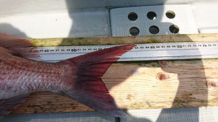 フィッシングボートACE(エース) 釣果