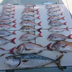 フィッシングボートACE(エース) 釣果