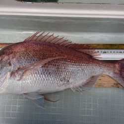 フィッシングボートACE(エース) 釣果