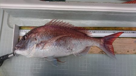 フィッシングボートACE(エース) 釣果