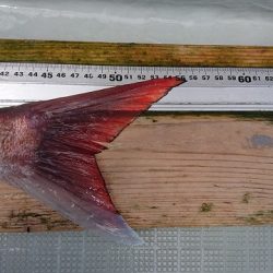 フィッシングボートACE(エース) 釣果