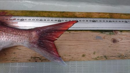 フィッシングボートACE(エース) 釣果