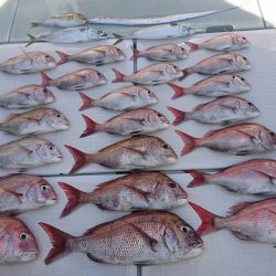 フィッシングボートACE(エース) 釣果