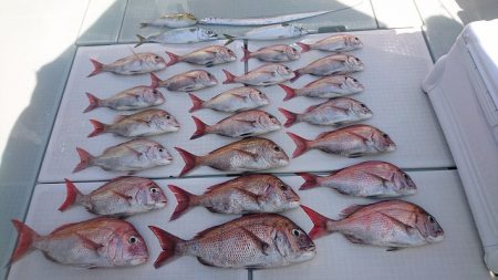 フィッシングボートACE(エース) 釣果