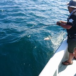 フィッシングボートACE(エース) 釣果