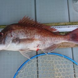 フィッシングボートACE(エース) 釣果