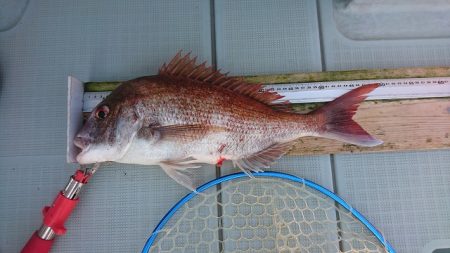 フィッシングボートACE(エース) 釣果