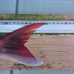 フィッシングボートACE(エース) 釣果