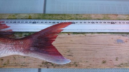 フィッシングボートACE(エース) 釣果