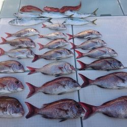 フィッシングボートACE(エース) 釣果