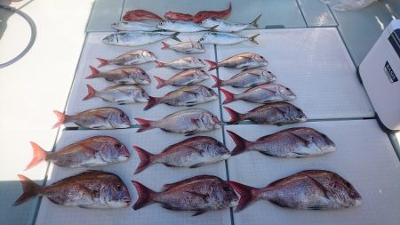 フィッシングボートACE(エース) 釣果